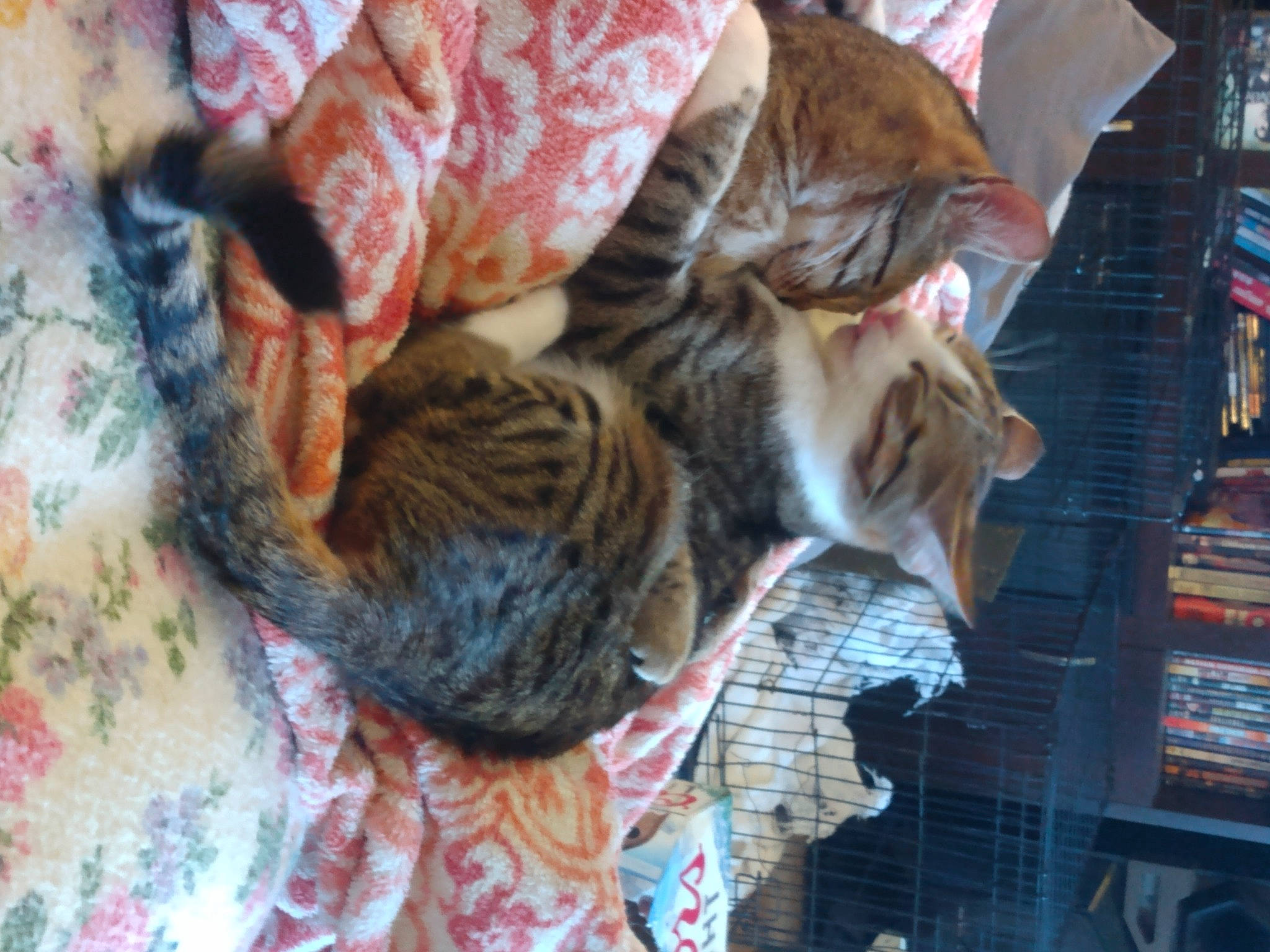 Socks joined the competition — help win amazing prizes! carnivore, cat, cat_supply, claw, comfort, domestic_short_haired_cat, felidae, fur, linens, nap, pattern, small_to_medium_sized_cats, tail, tree, whiskers