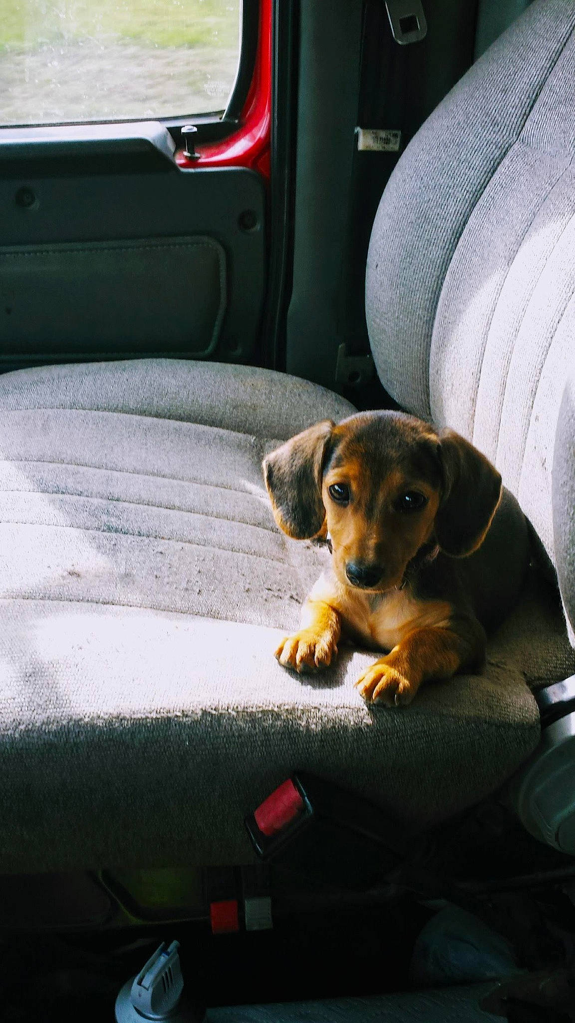 Saddie is registered to the contest to win money with this photo: auto_part, automotive_exterior, automotive_lighting, automotive_mirror, automotive_window_part, car_seat, car_seat_cover, carnivore, comfort, companion_dog, dog, dog_breed, door, motor_vehicle, snout, tints_and_shades, vehicle, vehicle_door, windshield, working_animal