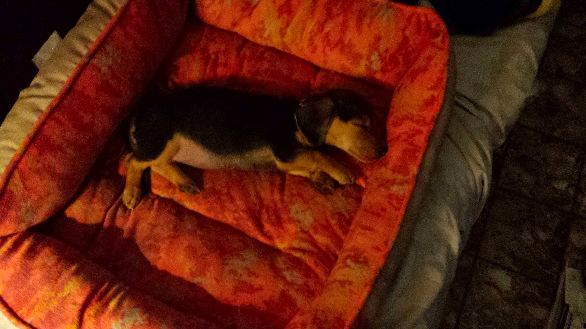 Saddie is registered to the contest to win money with this photo: canidae, carnivore, comfort, companion_dog, couch, dog, dog_breed, dog_supply, fawn, hardwood, nap, paw, sporting_group, tail, terrestrial_animal, tints_and_shades, toy_dog, wood, working_animal