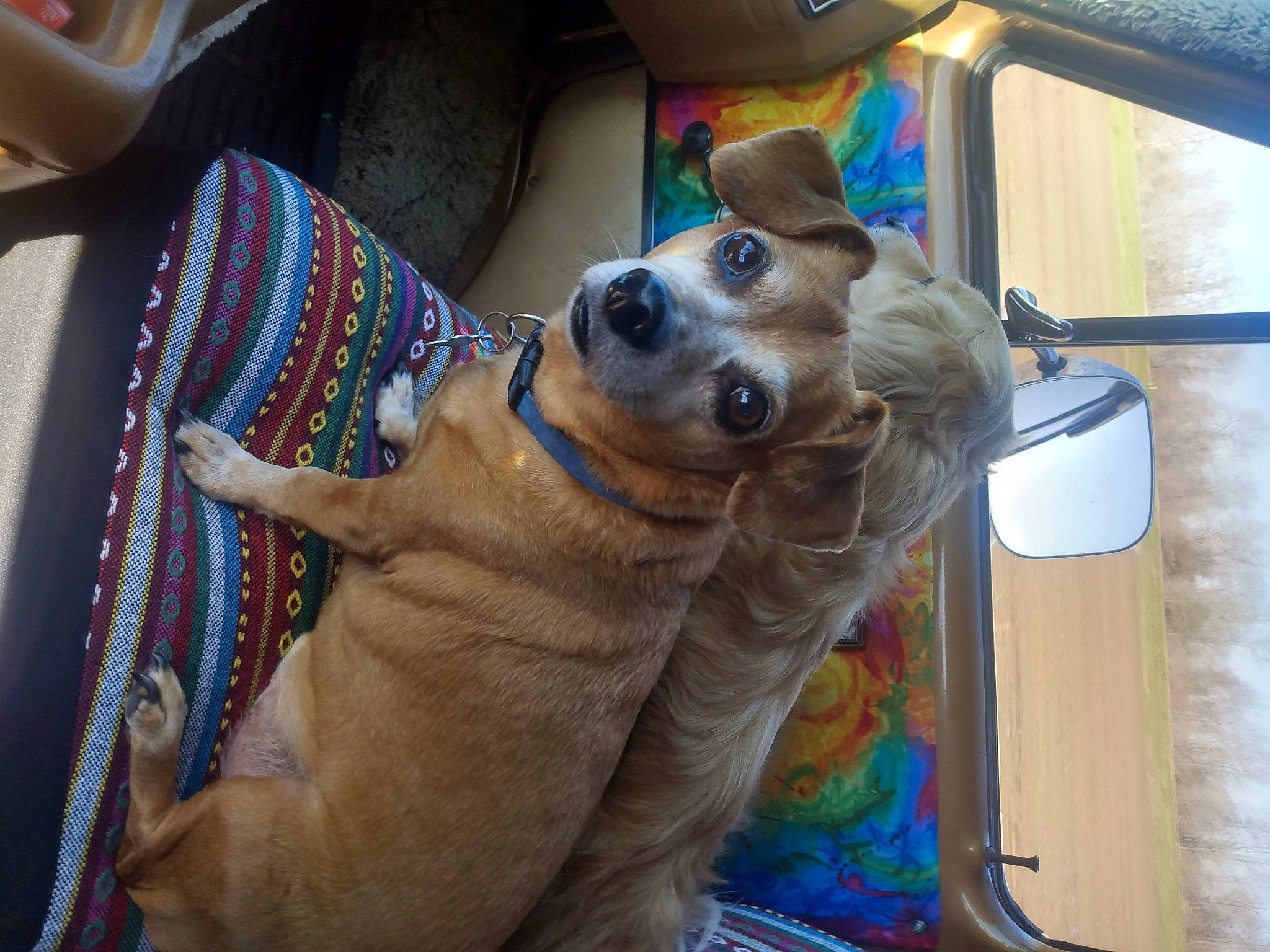 Sampson is registered to the contest to win money with this photo: canidae, car_seat, carnivore, collar, comfort, companion_dog, dog, dog_breed, dog_collar, dog_supply, fawn, fur, guard_dog, plate, serveware, snout, sporting_group, tableware, vehicle, working_animal