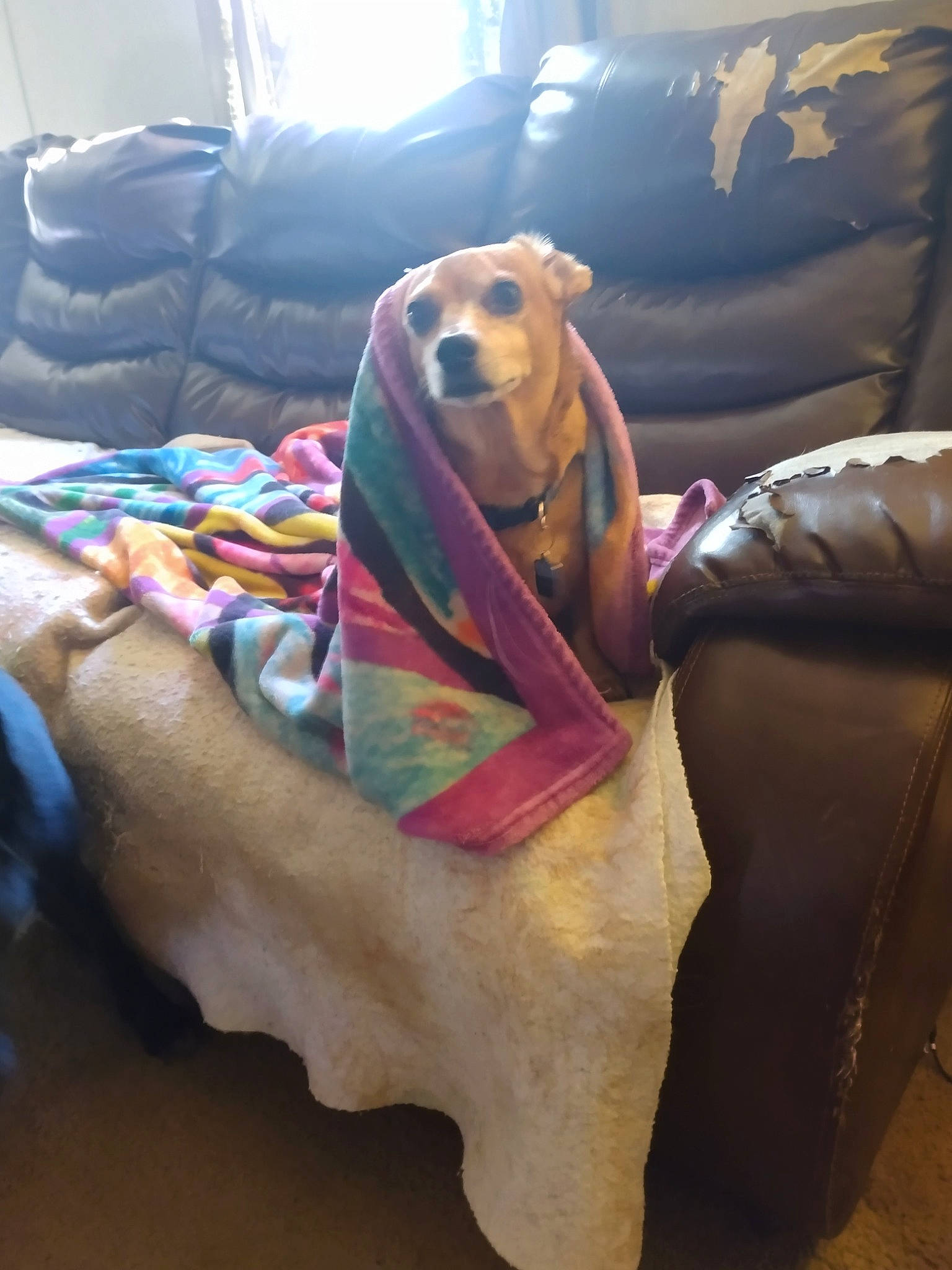 Sampson is registered to the contest to win money with this photo: car_seat, carnivore, comfort, companion_dog, couch, dog, dog_breed, dog_supply, fawn, flooring, fur, guard_dog, linens, pet_supply, room, snout, sporting_group, stuffed_toy, wood, working_animal