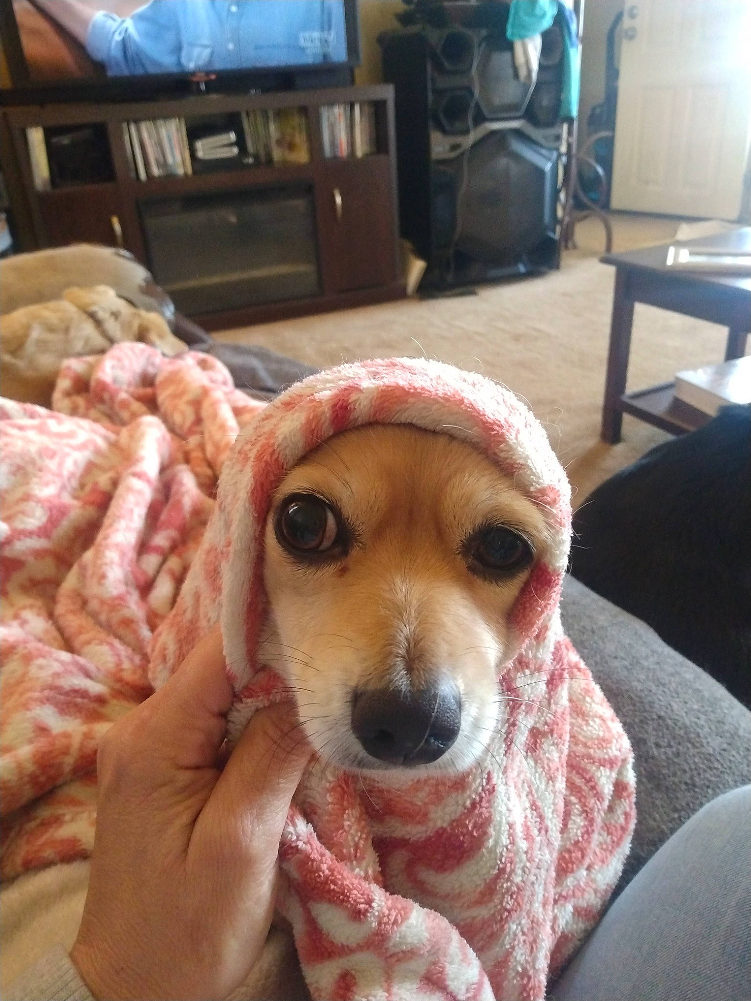 Sampson joined the competition — help win amazing prizes! cabinetry, canidae, carnivore, chair, comfort, companion_dog, dog, dog_breed, fawn, fur, furniture, home_appliance, lamp, room, selfie, snout, sporting_group, television, whiskers, working_animal