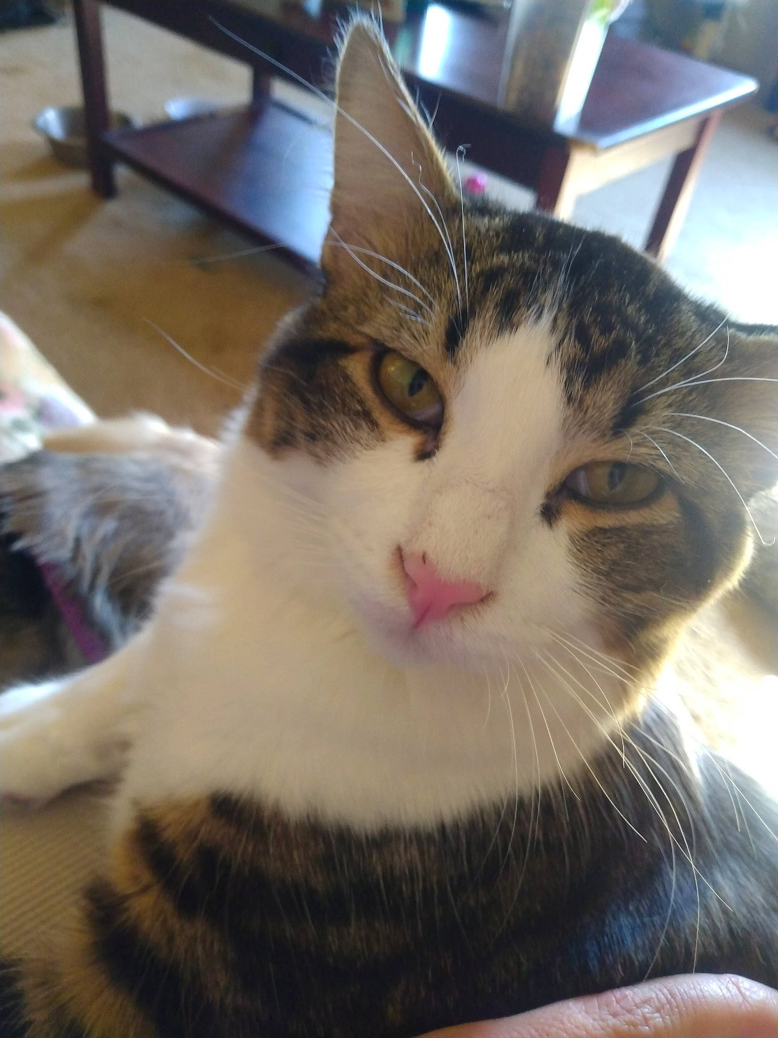 Pedro joined the competition — help win amazing prizes! carnivore, cat, claw, comfort, domestic_short_haired_cat, eye, felidae, flooring, fur, hair, head, iris, mammal, paw, selfie, small_to_medium_sized_cats, snout, tail, whiskers, window