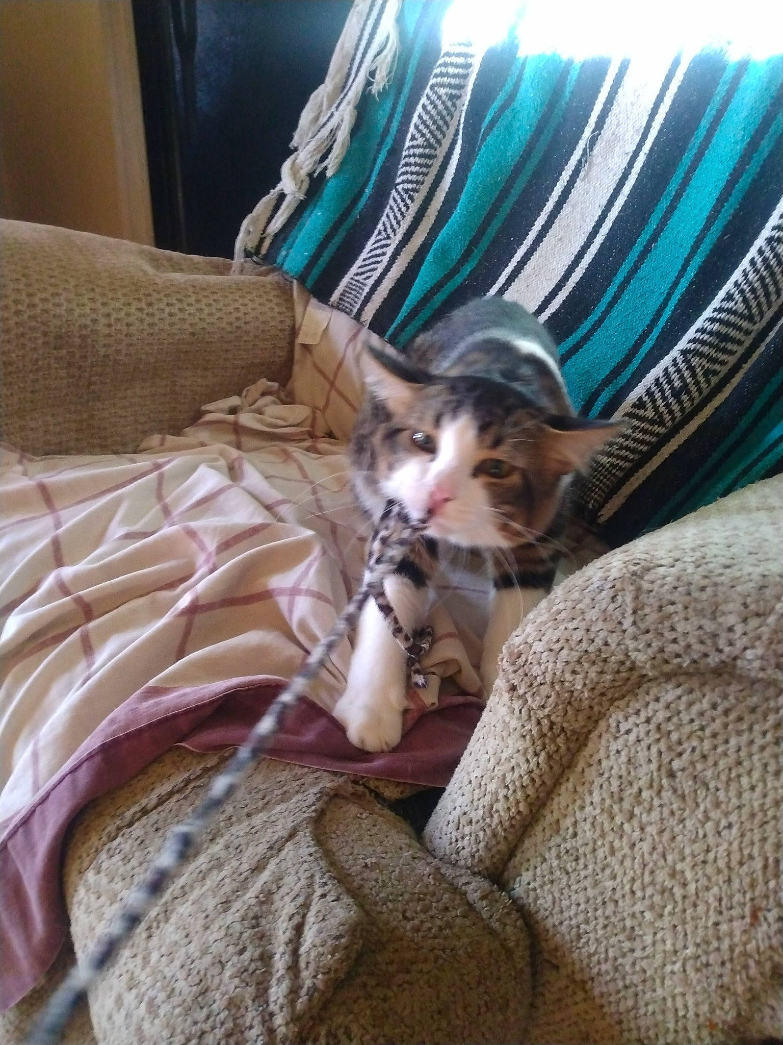 Pedro joined the competition — help win amazing prizes! bed, bed_sheet, bedding, carnivore, cat, comfort, couch, curtain, domestic_short_haired_cat, fawn, felidae, fur, linens, living_room, room, small_to_medium_sized_cats, tail, textile, whiskers, wood