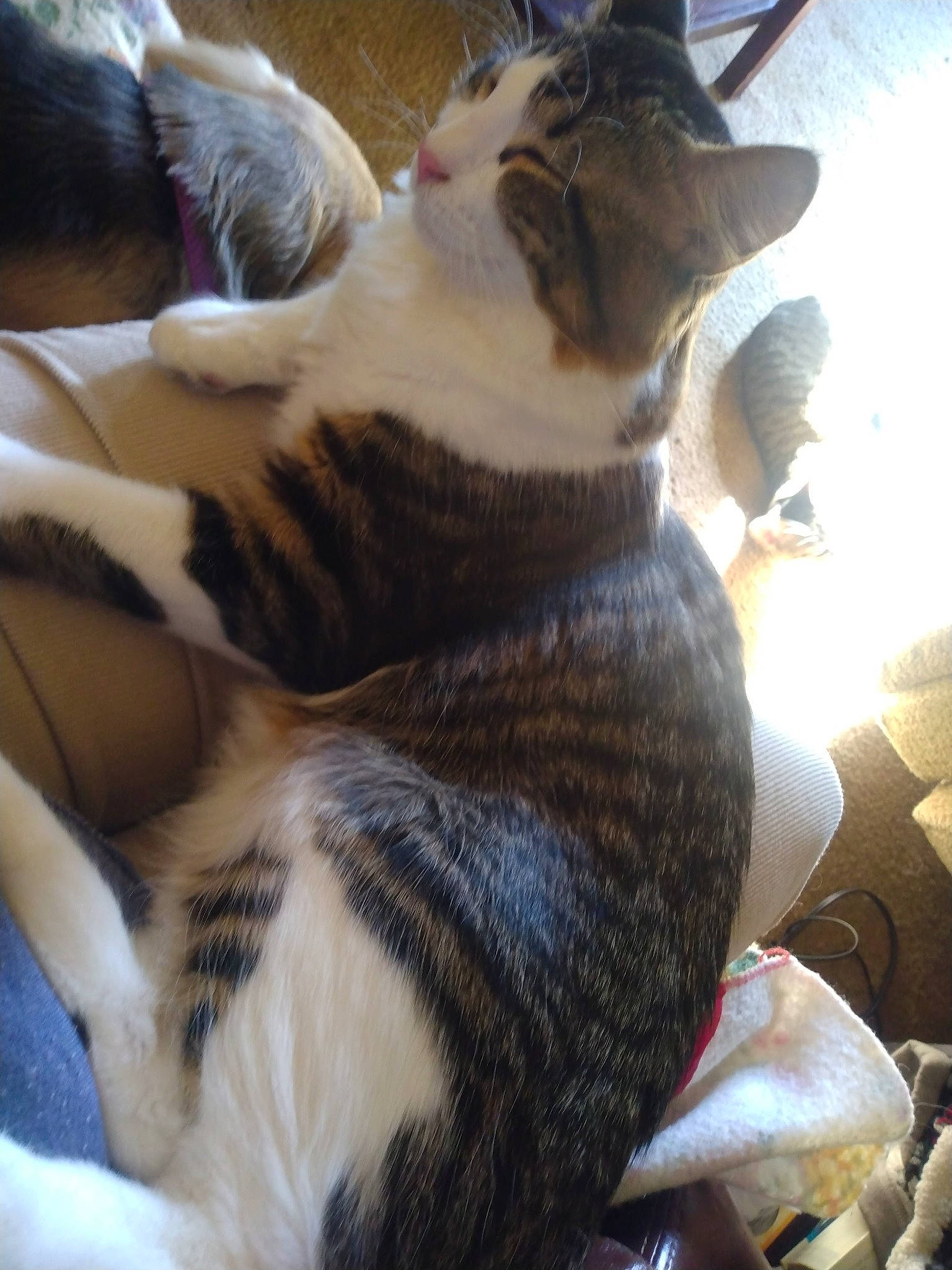 Pedro is registered to the contest to win money with this photo: carnivore, cat, claw, comfort, domestic_short_haired_cat, eye, felidae, fur, human_leg, lap, nap, paw, sleep, small_to_medium_sized_cats, tail, terrestrial_animal, whiskers, wildlife