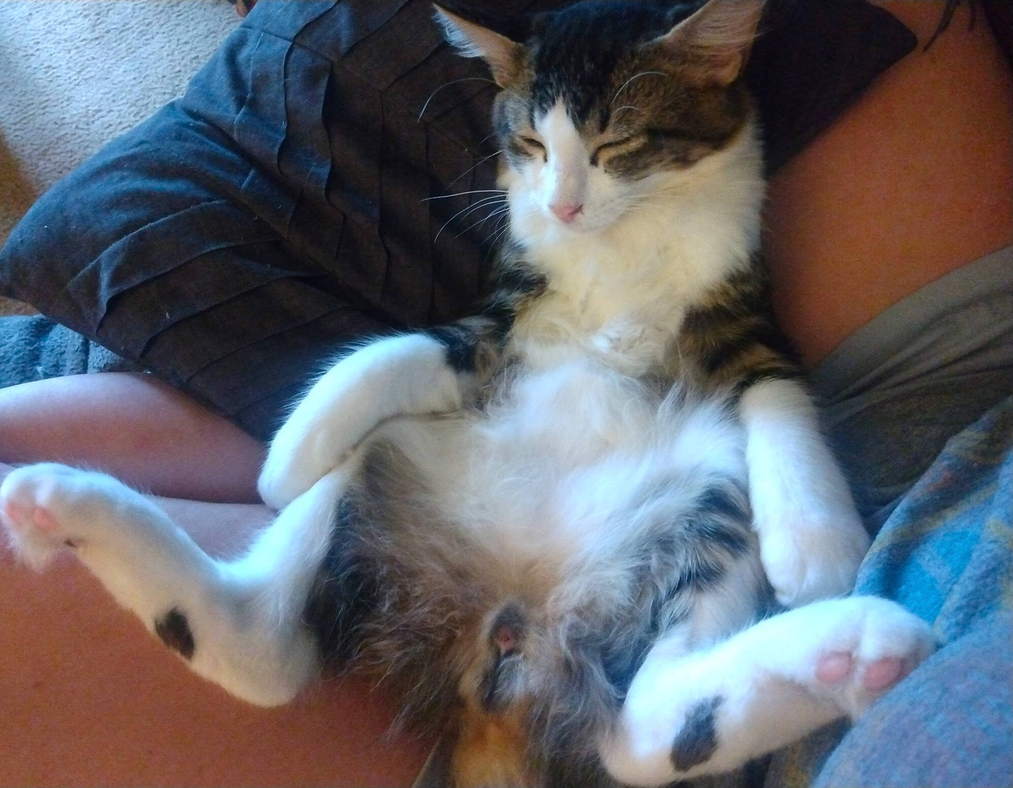 Pedro is registered to the contest to win money with this photo: carnivore, cat, claw, comfort, companion_dog, domestic_short_haired_cat, ear, fawn, felidae, fur, gesture, lap, paw, sitting, small_to_medium_sized_cats, tail, whiskers