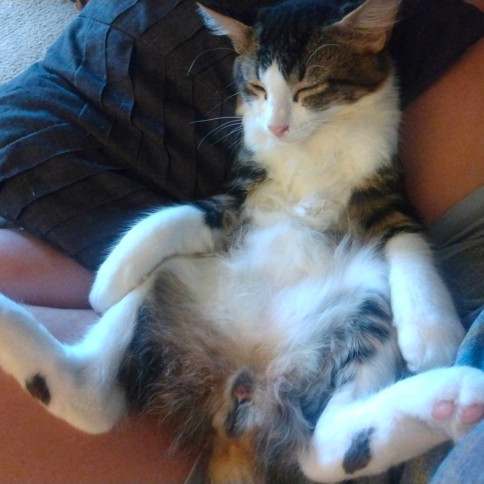 Pedro