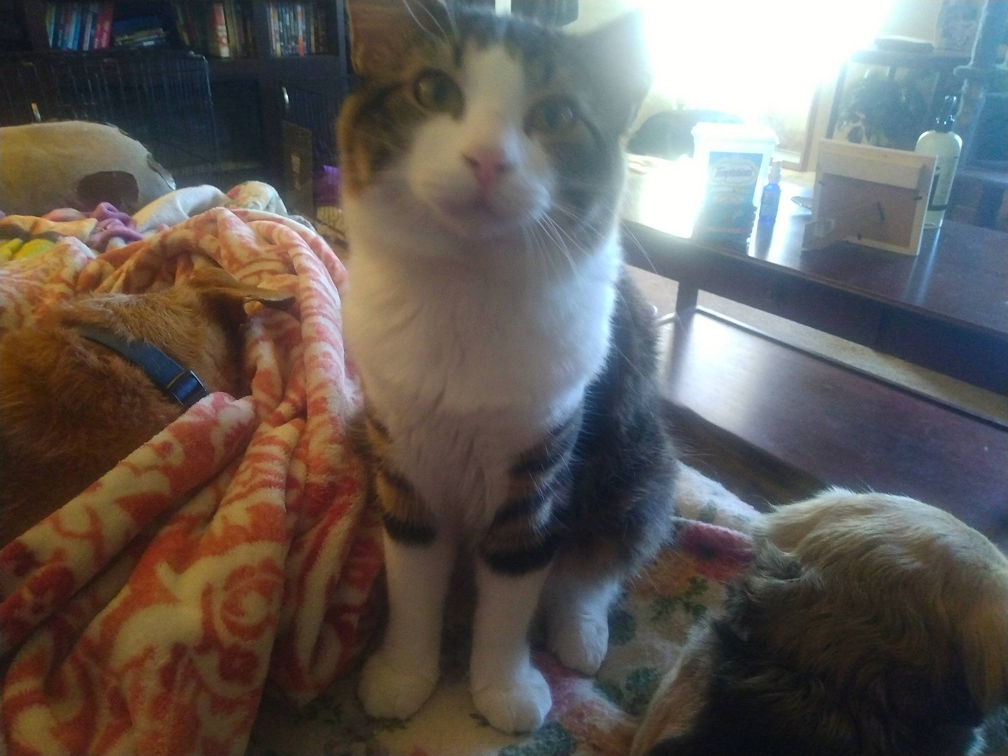 Pedro is registered to the contest to win money with this photo: carnivore, cat, comfort, domestic_short_haired_cat, fawn, felidae, fur, linens, mammal, paw, room, small_to_medium_sized_cats, snout, tail, vertebrate, whiskers, window