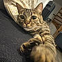 Uno a rejoint le concours — aidez-le/la à gagner de superbes lots ! animal, cat, close_up, couch, cozy, curious, domestic_animal, fur, furniture, home, indoor, living_room, patterned_pillow, paw, pet, pillow, relaxed, stretching, tabby_cat, whiskers