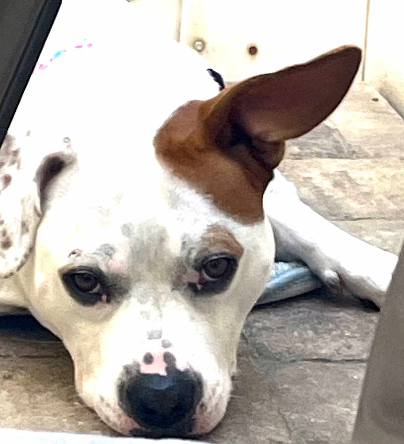 Xena is registered to the contest to win money with this photo: dog, white_dog, brown_patch, lying_down, close_up, pet, animal, ears, floor, tile_floor, calm, resting, domestic_animal, canine, face, nose, eyes, indoor, looking_at_camera, sleepy