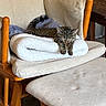 cat, tabby_cat, sleeping, pet, animal, fur, striped_fur, whiskers, ears, paws, cushion, towel, chair, wooden_furniture, dining_room, indoor, home, relaxing, nap, portrait