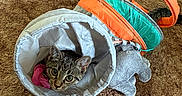 Samara joined the competition — help win amazing prizes! cat, kitten, tabby, pet, animal, face, eyes, whiskers, basket, fabric, toy, plush_elephant, pink_toy, feathers, turquoise, orange, carpet, indoors, cute, portrait