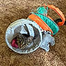 cat, kitten, tabby, pet, animal, face, eyes, whiskers, basket, fabric, toy, plush_elephant, pink_toy, feathers, turquoise, orange, carpet, indoors, cute, portrait