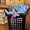 Samara joined the competition — help win amazing prizes! cat, kitten, tabby_cat, animal, pet, feline, wide_eyed, sitting, hiding, laundry_basket, towels, blue_towel, black_basket, white_basket, indoor, home, wooden_furniture, carpet, cozy, portrait