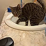 cat, tabby_cat, pet, animal, feline, sink, bathroom, countertop, marble, toiletries, toothbrush, toothpaste, soap, indoors, portrait, curious, standing, striped_fur, raised_tail, household