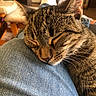 Samara joined the competition — help win amazing prizes! cat, tabby, sleeping, pet, animal, feline, whiskers, fur, striped_fur, closed_eyes, relaxed, cozy, lap, denim, jeans, indoor, home, close_up, portrait, cute