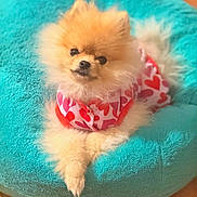Tank joined the competition — help win amazing prizes! dog, pomeranian, pet, cute, fluffy, bed, turquoise, outfit, heart_pattern, indoor, wooden_floor, small_dog, animal, canine, fur, portrait, resting, cozy, adorable, pink