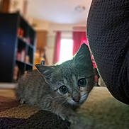 Nelly is registered to the contest to win money with this photo: kitten, cat, pet, indoor, curious, cute, young, feline, carpet, couch, home, living_room, blurred_background, cozy, animal, whiskers, ears, small, fur, playful