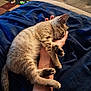 animal, arm, blanket, blue_blanket, carpet, cat, comfort, cozy, furry, hand, indoor, kitten, paw, pet, relaxation, resting, sleeping, striped, tail, toys