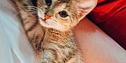 Nelly joined the competition — help win amazing prizes! kitten, cat, tabby, animal, pet, feline, whiskers, fur, stretching, closeup, indoor, red_background, human_leg, white_shirt, cute, young, domestic_cat, relaxed, soft_light, cozy