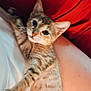 kitten, cat, tabby, animal, pet, feline, whiskers, fur, stretching, closeup, indoor, red_background, human_leg, white_shirt, cute, young, domestic_cat, relaxed, soft_light, cozy