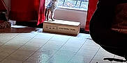 Nelly is registered to the contest to win money with this photo: animal, cardboard_box, cat, curiosity, curtains, floor, furniture, glass_door, home, indoor, kitten, metal_chair, office_chair, patio, pet, shadow, stretching, sunlight, tiled_floor, window