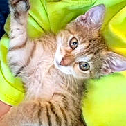 Nelly is registered to the contest to win money with this photo: animal, cat, close_up, cute, ears, eyes, fur, indoor, kitten, mammal, paw, pet, relaxed, resting, soft, striped, tabby, whiskers, yellow_clothing, young