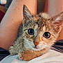 Nelly is registered to the contest to win money with this photo: kitten, cat, pet, animal, cute, close_up, fur, whiskers, eyes, ears, lap, human_legs, comfort, indoor, domestic, young, soft, cuddly, curious, relaxing