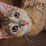 Nelly is registered to the contest to win money with this photo: cat, close_up, pet, feline, whiskers, fur, eyes, nose, ears, brown, texture, indoor, curious, animal, mammal, portrait, cute, soft, lying, looking