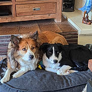 Laïka Et Argo participe au concours pour gagner de l'argent avec cette photo : dog, pets, animal, indoor, dog_bed, brown_dog, black_and_white_dog, floor, tile_floor, wooden_furniture, relaxed, cute, companions, furry, ears, eyes, lying_down, home, cozy, friendship