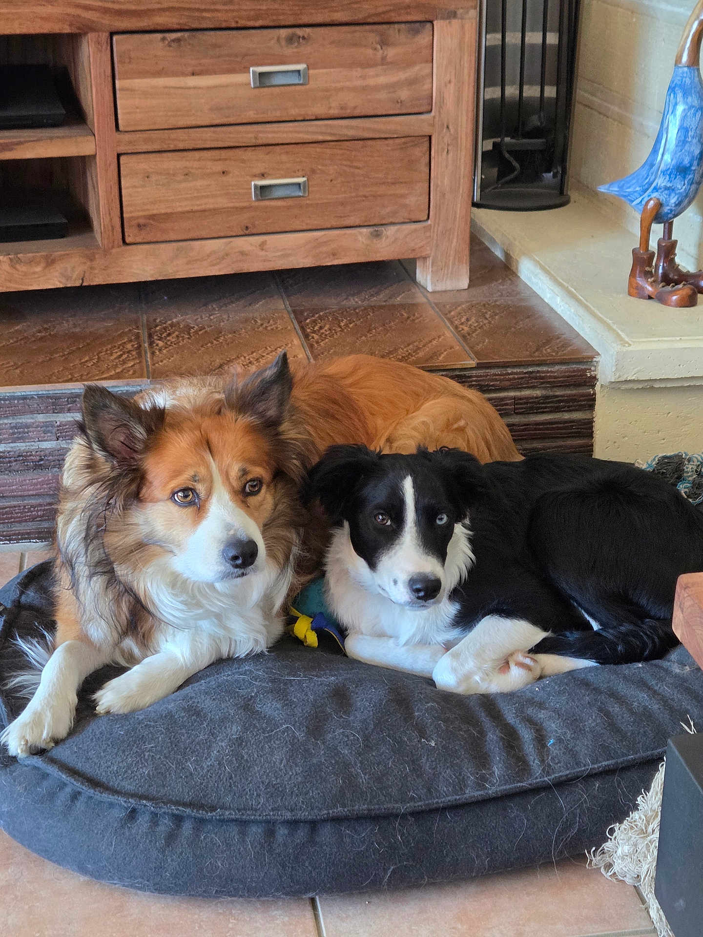 Laïka Et Argo participe au concours pour gagner de l'argent avec cette photo : dog, pets, animal, indoor, dog_bed, brown_dog, black_and_white_dog, floor, tile_floor, wooden_furniture, relaxed, cute, companions, furry, ears, eyes, lying_down, home, cozy, friendship