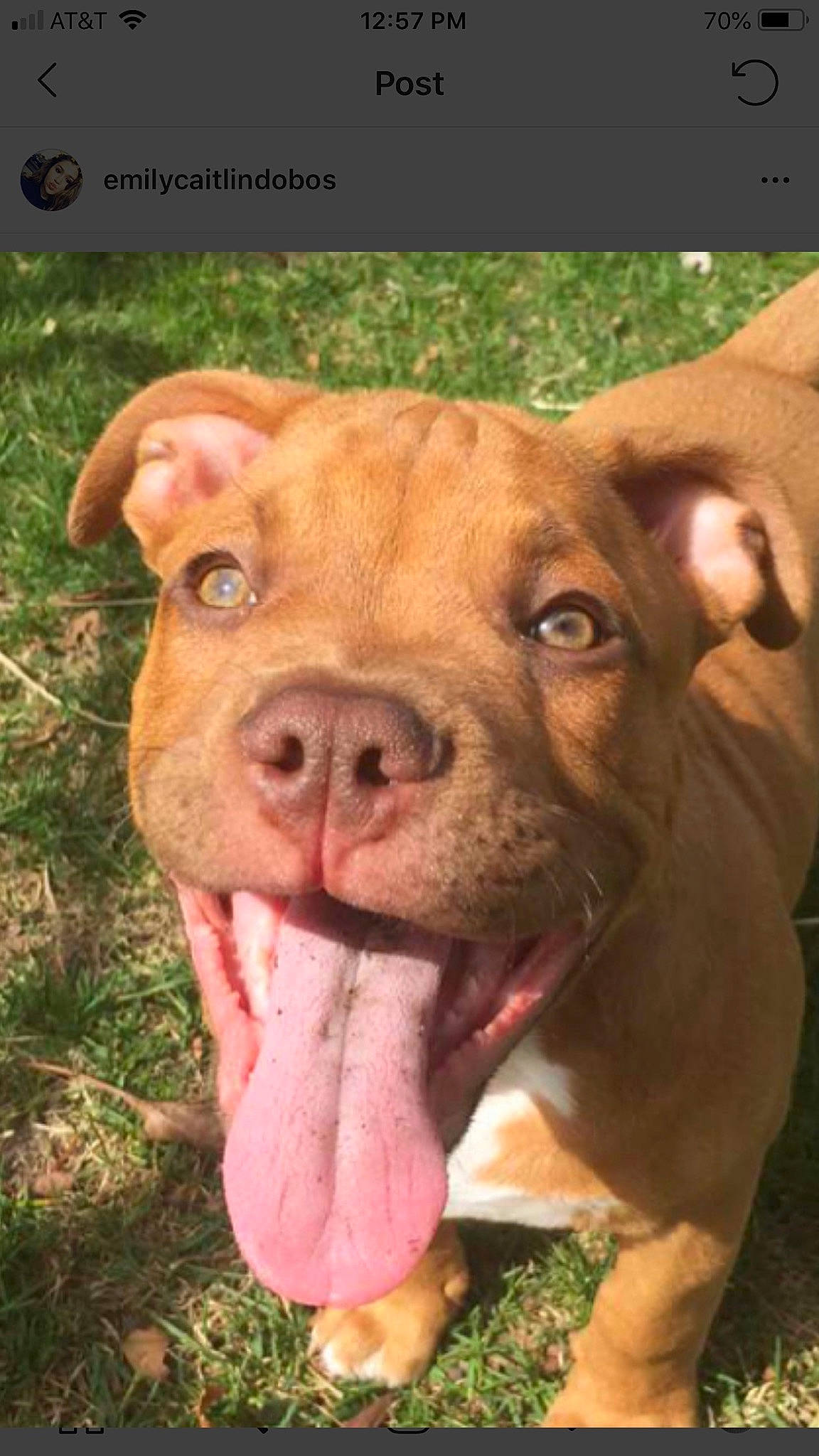 Sawyer joined the competition — help win amazing prizes! ancient_dog_breeds, canidae, carnivore, close_up, companion_dog, dog, dog_breed, fawn, grass, hunting_dog, liver, non_sporting_group, snout, sporting_group, terrestrial_animal, whiskers, working_animal, wrinkle