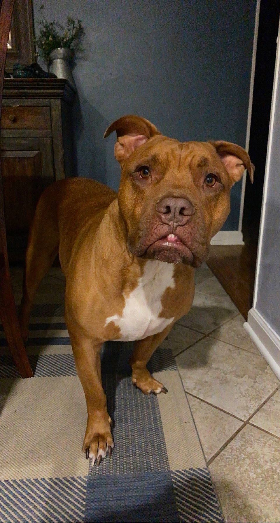 Sawyer joined the competition — help win amazing prizes! ancient_dog_breeds, cabinetry, canidae, carnivore, chest_of_drawers, companion_dog, dog, dog_breed, drawer, fawn, liver, molosser, non_sporting_group, sporting_group, terrestrial_animal, working_animal, working_dog, wrinkle