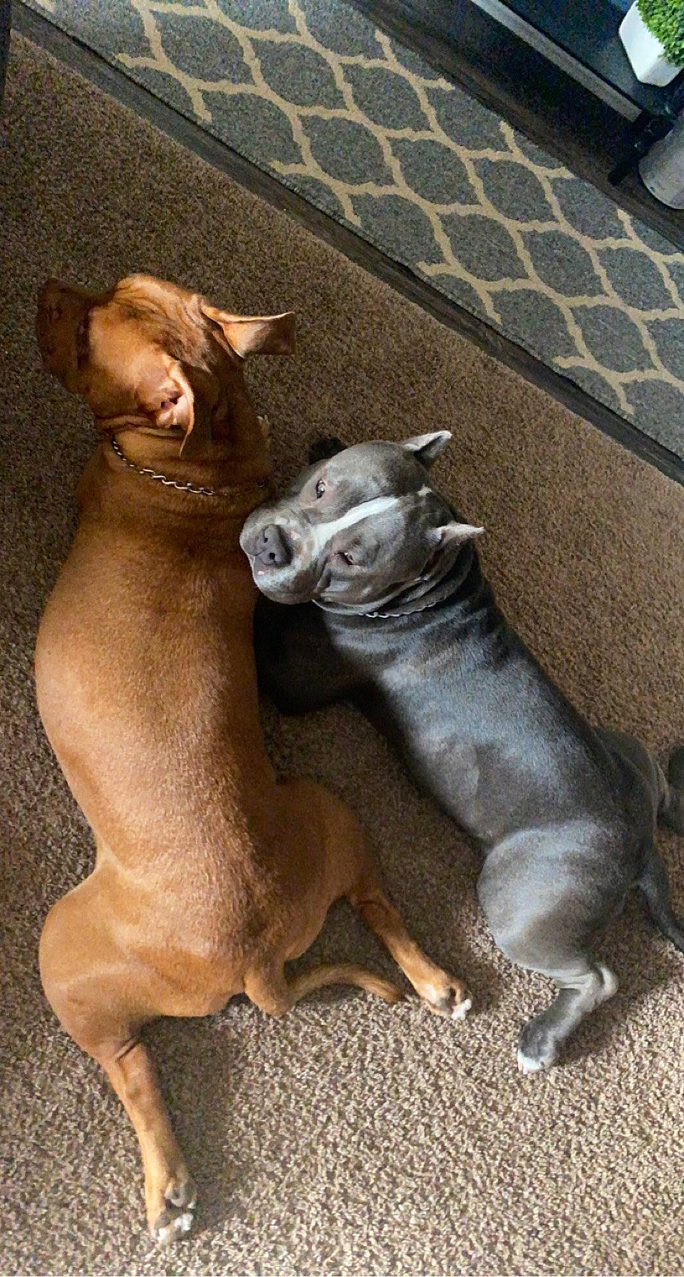 Sawyer is registered to the contest to win money with this photo: art, asphalt, carnivore, companion_dog, dog, dog_breed, fawn, felidae, grey, liver, mammal, road_surface, sculpture, snout, sporting_group, tail, terrestrial_animal, toy, vertebrate, working_animal