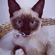 Malo participe au concours pour gagner de l'argent avec cette photo : cat, siamese_cat, blue_eyes, paw, tail, collar, bell, pet, feline, close_up, indoor, resting, white_background, woven_basket, cute, animal, fur, whiskers, ears, relaxed