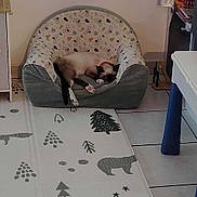 Malo a rejoint le concours — aidez-le/la à gagner de superbes lots ! animal_print, armchair, bookshelf, calm, cat, collar, cozy, domestic, floor_mat, furniture, home, indoor, patterned, pet, quiet, relaxing, resting, sleeping, small_chair, tile_floor