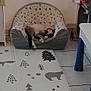 animal_print, armchair, bookshelf, calm, cat, collar, cozy, domestic, floor_mat, furniture, home, indoor, patterned, pet, quiet, relaxing, resting, sleeping, small_chair, tile_floor