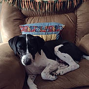 Milo Quay is registered to the contest to win money with this photo: animal, architecture, armchair, beagle, building, canine, chair, couch, cushion, dog, furniture, homedecor, hound, indoors, labradorretriever, livingroom, pet, pointer, puppy, room