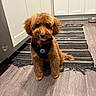 Wally joined the competition — help win amazing prizes! dog, puppy, curly_coat, apricot_fur, small_dog, sitting, harness, pet, portrait, indoors, kitchen, rug, floor, cabinets, food_bowl, front_facing, brown_fur, cute, alert, home