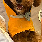 Wally is registered to the contest to win money with this photo: dog, puppy, curly_coat, brown_fur, orange_raincoat, pet_clothing, smiling, open_mouth, teeth, black_nose, eyes, portrait, close_up, indoors, blanket, couch, cozy, happy, pet, photography