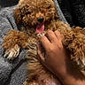 Wally is registered to the contest to win money with this photo: dog, puppy, curly_fur, apricot_coat, tongue_out, belly_up, playful, happy, relaxed, pet, animal, close_up, portrait, towel, blanket, human_hand, belly_rub, indoor, couch, cute