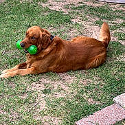Dusty is registered to the contest to win money with this photo: animal, canine, collar, daylight, dog, ears, fur, golden_retriever, grass, green_toy, lying_down, muzzle, nature, outdoor, pet, playful, relaxed, tail, toy, yard