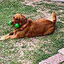 animal, canine, collar, daylight, dog, ears, fur, golden_retriever, grass, green_toy, lying_down, muzzle, nature, outdoor, pet, playful, relaxed, tail, toy, yard