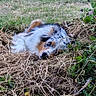 Oslow a rejoint le concours — aidez-le/la à gagner de superbes lots ! dog, puppy, fluffy, rolling, lying_down, grass, outdoors, garden, natural_light, fur, white_fur, brown_fur, black_fur, blue_merle, face, eyes, nose, playful, cute, portrait