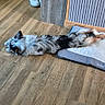 dog, pet, small_dog, lying_down, stretched_out, fluffy, fur, black_and_white, brown, indoor, wooden_floor, pet_bed, shoes, plant, home, furniture, relaxed, sleeping, cute, portrait