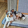 Oslow a rejoint le concours — aidez-le/la à gagner de superbes lots ! dog, puppy, australian_shepherd, merle_coat, tri_color, fluffy, long_hair, pointed_ears, pet, animal, lying_down, dog_bed, cushion, wood_floor, indoor, home, portrait, front_view, relaxed, cute