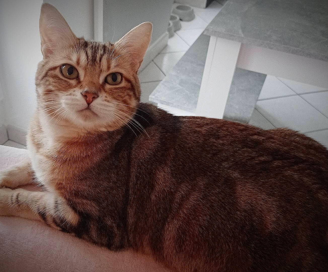 Princesse a rejoint le concours — aidez-le/la à gagner de superbes lots ! carnivore, cat, claw, comfort, domestic_short_haired_cat, felidae, fur, paw, rectangle, sitting, small_to_medium_sized_cats, snout, square, tail, terrestrial_animal, whiskers, window, wood