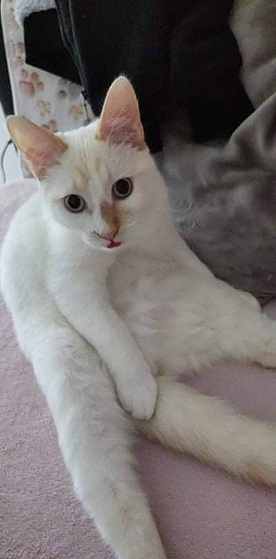 Flocon participe au concours pour gagner de l'argent avec cette photo : carnivore, cat, claw, comfort, domestic_short_haired_cat, felidae, fur, paw, small_to_medium_sized_cats, tail, terrestrial_animal, whiskers