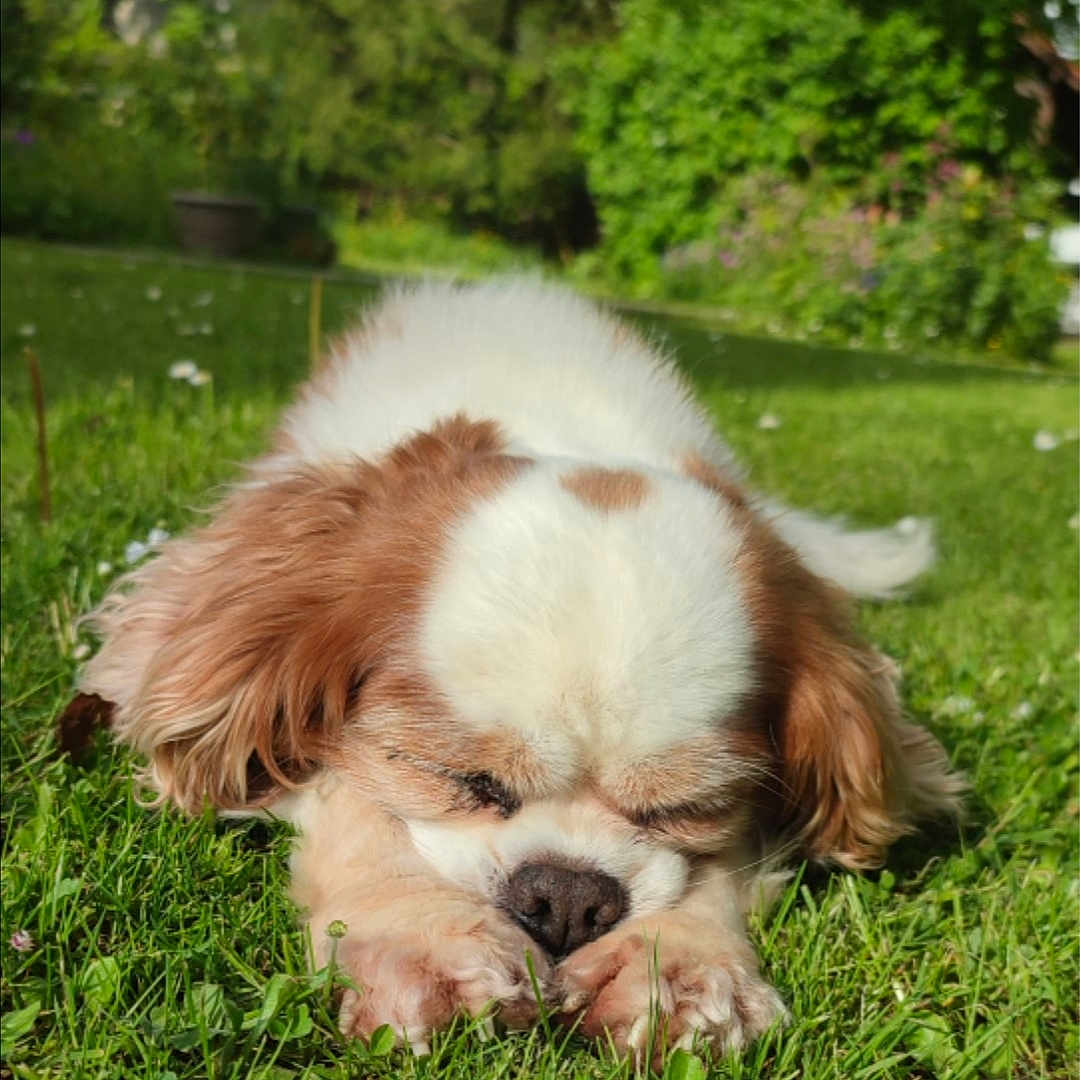 Roucky participe au concours pour gagner de l'argent avec cette photo : animal, canine, dog, face, field, grass, grassland, green, head, lawn, nature, outdoors, person, pet, photography, plant, portrait, puppy, tree, vegetation