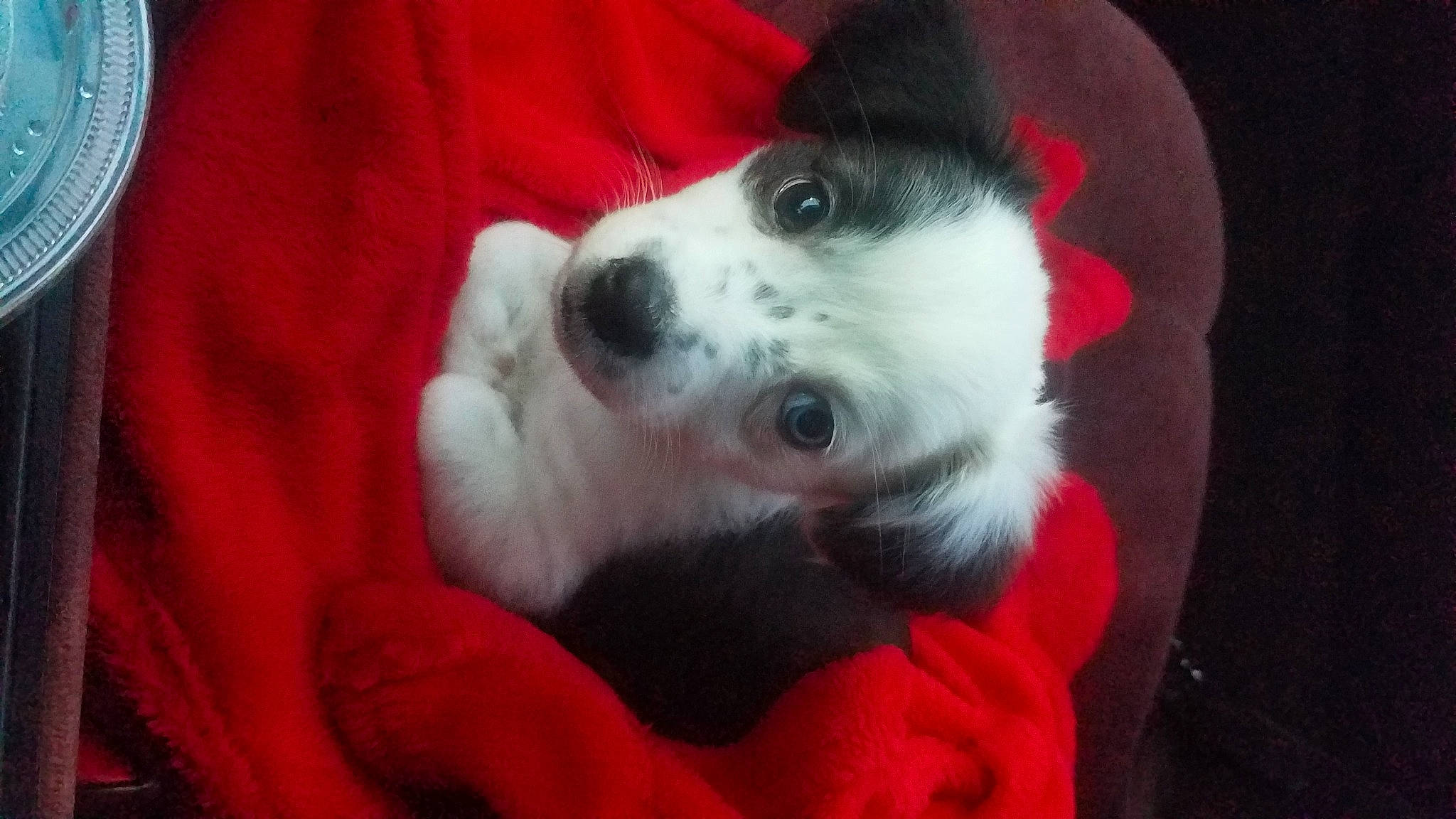 Cali joined the competition — help win amazing prizes! border_collie, canidae, carnivore, companion_dog, dog, dog_breed, jack_russell_terrier, mammal, parson_russell_terrier, puppy, snout, vertebrate